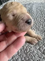 Piper, a male Double Doodle for sale in San Diego, CA – Photo 3 of 10