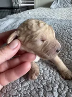 Piper, a male Double Doodle for sale in San Diego, CA – Photo 9 of 10