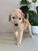 Piper, a female Goldendoodle and Labradoodle for sale in San Diego, CA – Photo 1 of 10