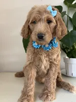 Nelly, a female Goldendoodle for sale in San Diego, CA – 3 of 10
