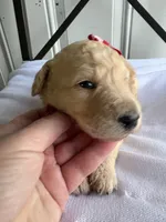 Piper, a female Goldendoodle and Double Doodle for sale in San Diego, CA – Photo 6 of 8