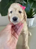 Piper, a female Goldendoodle and Labradoodle for sale in San Diego, CA – Photo 2 of 10