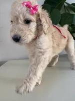 Piper, a female Goldendoodle and Labradoodle for sale in San Diego, CA – Photo 4 of 10