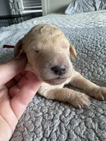 Piper, a male Double Doodle for sale in San Diego, CA – Photo 8 of 10