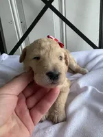 Piper, a female Goldendoodle and Double Doodle for sale in San Diego, CA – Photo 2 of 8