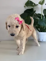 Piper, a female Goldendoodle and Labradoodle for sale in San Diego, CA – Photo 9 of 10