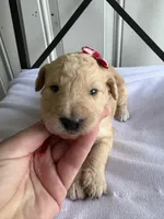 Piper, a female Goldendoodle and Double Doodle for sale in San Diego, CA – Photo 8 of 8