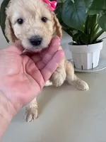 Piper, a female Goldendoodle and Labradoodle for sale in San Diego, CA – Photo 3 of 10