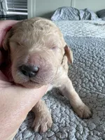 Piper, a male Double Doodle for sale in San Diego, CA – Photo 4 of 10