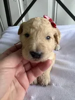 Piper, a female Goldendoodle and Double Doodle for sale in San Diego, CA – Photo 4 of 8