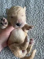 Piper, a male Double Doodle for sale in San Diego, CA – Photo 2 of 10