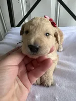 Piper, a female Goldendoodle and Double Doodle for sale in San Diego, CA – Photo 5 of 8