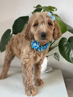Nelly, a female Goldendoodle for sale in San Diego, CA – 4 of 10