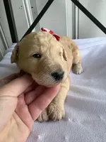 Piper, a female Goldendoodle and Double Doodle for sale in San Diego, CA – Photo 7 of 8