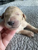 Piper, a male Double Doodle for sale in San Diego, CA – Photo 5 of 10