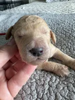 Piper, a male Double Doodle for sale in San Diego, CA – Photo 6 of 10