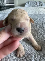 Piper, a male Double Doodle for sale in San Diego, CA – Photo 10 of 10