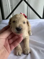 Piper, a female Goldendoodle and Double Doodle for sale in San Diego, CA – Photo 1 of 8