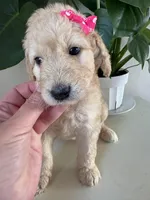 Piper, a female Goldendoodle and Labradoodle for sale in San Diego, CA – Photo 7 of 10