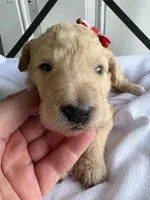 Piper, a female Goldendoodle and Double Doodle for sale in San Diego, CA – Photo 3 of 8