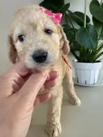 Piper, a female Goldendoodle and Labradoodle for sale in San Diego, CA – Photo 5 of 10
