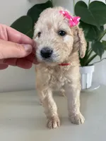 Piper, a female Goldendoodle and Labradoodle for sale in San Diego, CA – Photo 6 of 10