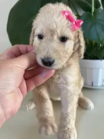 Piper, a female Goldendoodle and Labradoodle for sale in San Diego, CA – Photo 10 of 10