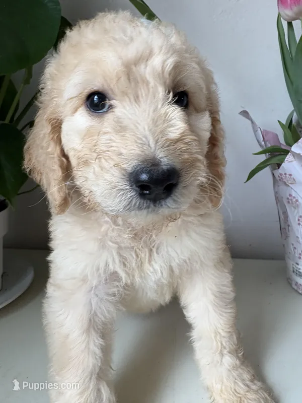 Piper – Goldendoodle, Labradoodle puppy for sale in San Diego, CA
