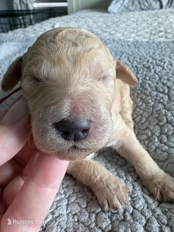 Piper – Double Doodle puppy for sale in San Diego, CA