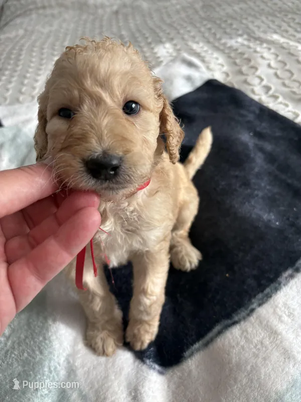 Piper – Goldendoodle, Double Doodle puppy for sale in San Diego, CA