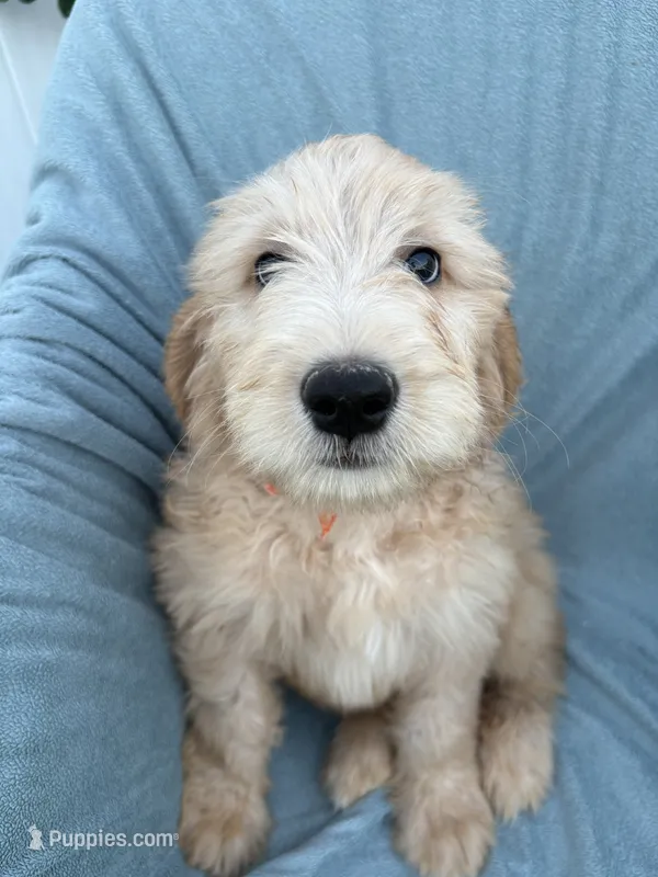 Pickles – Goldendoodle, Double Doodle puppy for sale in San Diego, CA