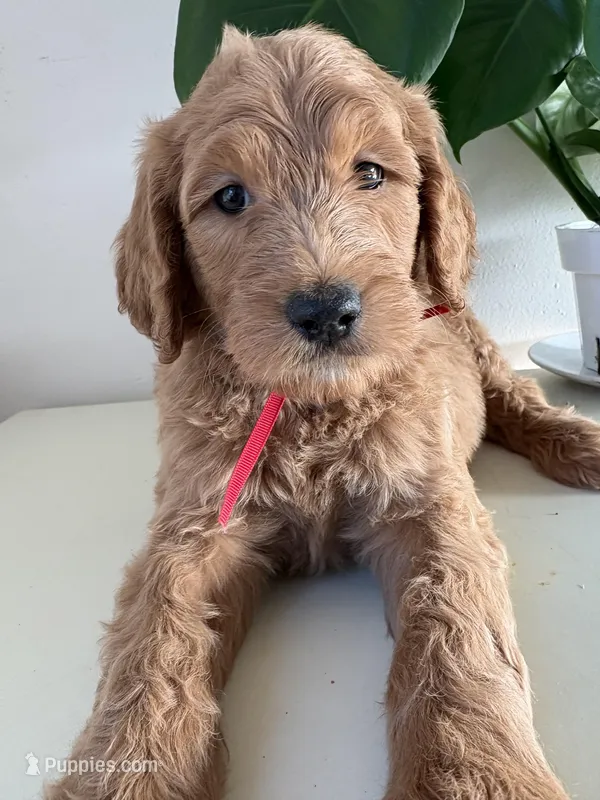 Ozzy – Goldendoodle puppy for sale in San Diego, CA