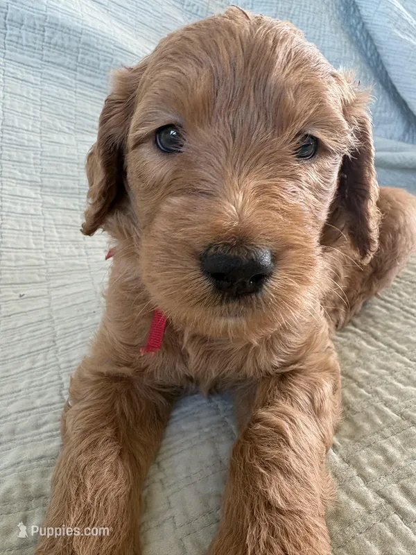 Ozzy – Goldendoodle puppy for sale in San Diego, CA