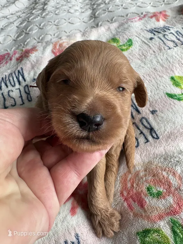 Ozzy – Goldendoodle puppy for sale in San Diego, CA