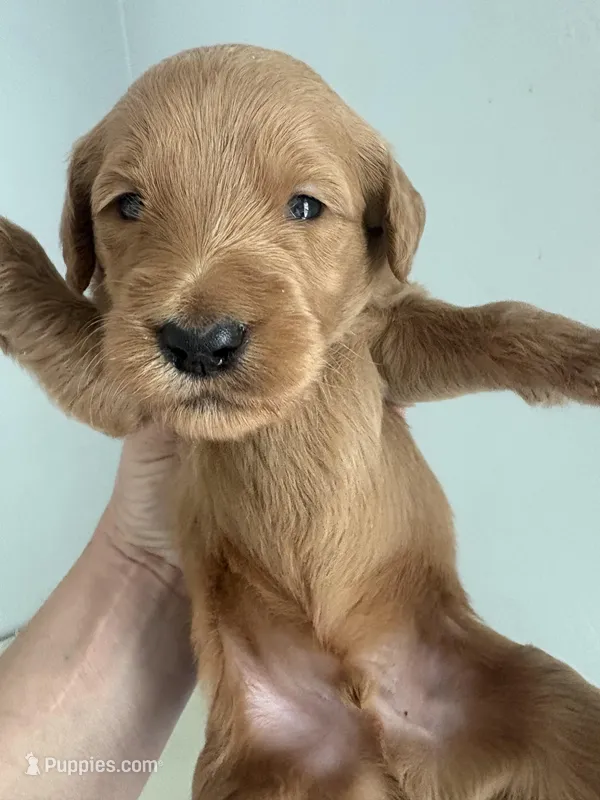 Ozzy – Goldendoodle puppy for sale in San Diego, CA