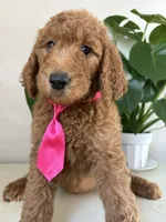 Oreo, a male Goldendoodle for sale in San Diego, CA – 4 of 10