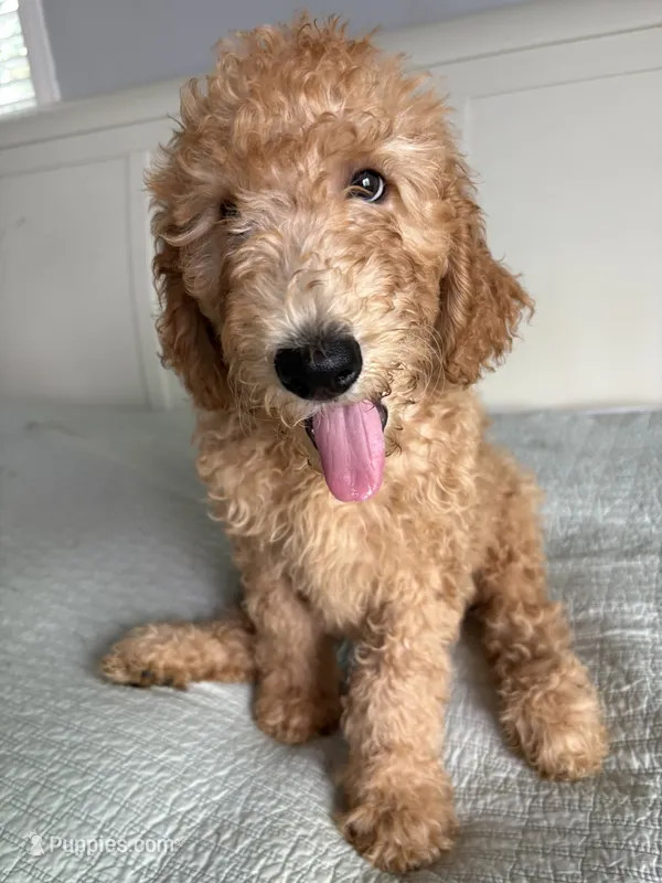 Max – Goldendoodle puppy for sale in San Diego, CA