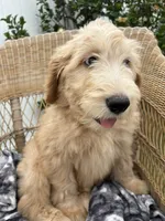 Pickles, a male Goldendoodle and Double Doodle for sale in San Diego, CA – 5 of 10
