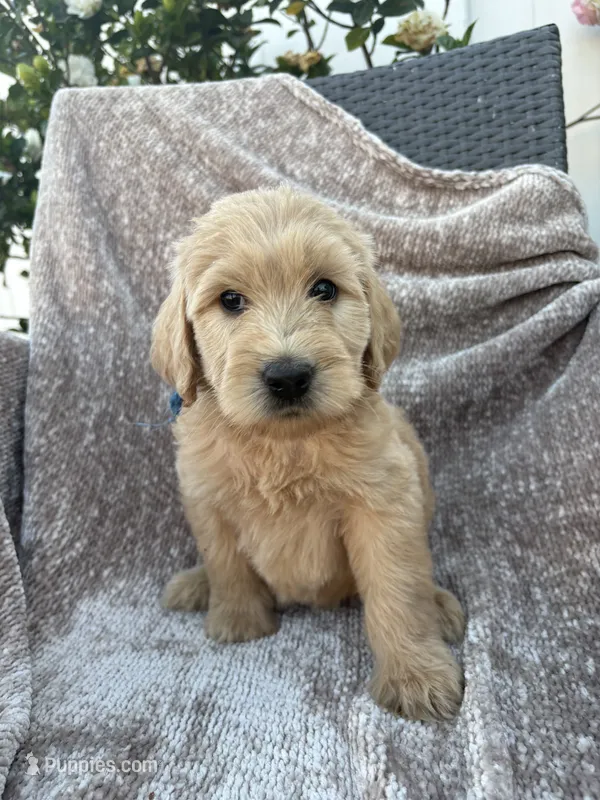 Pax – Goldendoodle, Labradoodle puppy for sale in San Diego, CA