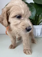 Pickles, a male Goldendoodle and Labradoodle for sale in San Diego, CA – Photo 3 of 10
