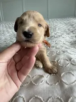 Pickles, a male Goldendoodle and Double Doodle for sale in San Diego, CA – Photo 5 of 10