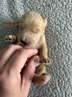 Pickles, a male Goldendoodle for sale in San Diego, CA – Photo 8 of 10