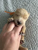 Pickles, a male Goldendoodle for sale in San Diego, CA – Photo 6 of 10
