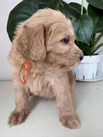 Pickles, a male Goldendoodle and Labradoodle for sale in San Diego, CA – Photo 7 of 10