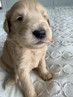Pickles, a male Goldendoodle and Double Doodle for sale in San Diego, CA – Photo 9 of 10