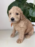 Pickles, a male Goldendoodle and Labradoodle for sale in San Diego, CA – Photo 5 of 10