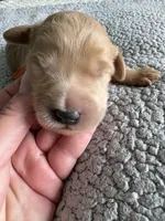 Pickles, a male Goldendoodle for sale in San Diego, CA – Photo 7 of 10