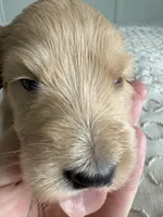 Pickles, a male Goldendoodle and Double Doodle for sale in San Diego, CA – Photo 6 of 10