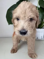 Pickles, a male Goldendoodle and Labradoodle for sale in San Diego, CA – Photo 6 of 10