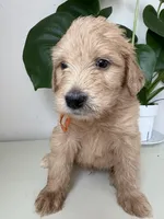 Pickles, a male Goldendoodle and Labradoodle for sale in San Diego, CA – Photo 4 of 10